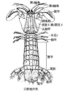 皮皮虾手绘图简笔画