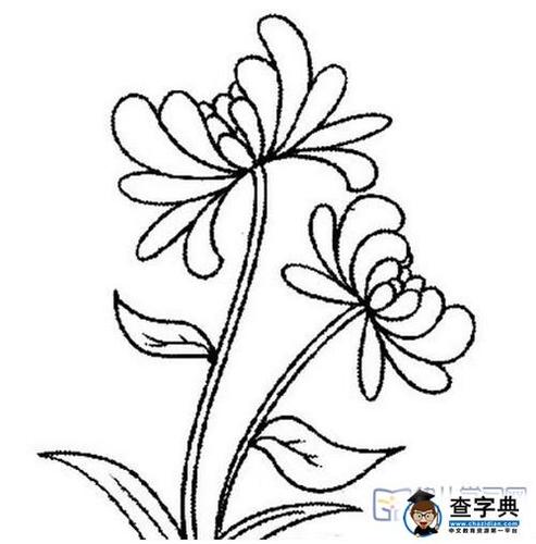 花朵简笔画重阳节菊花