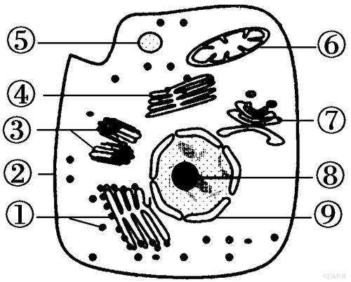 动物细胞的结构示意图简笔画