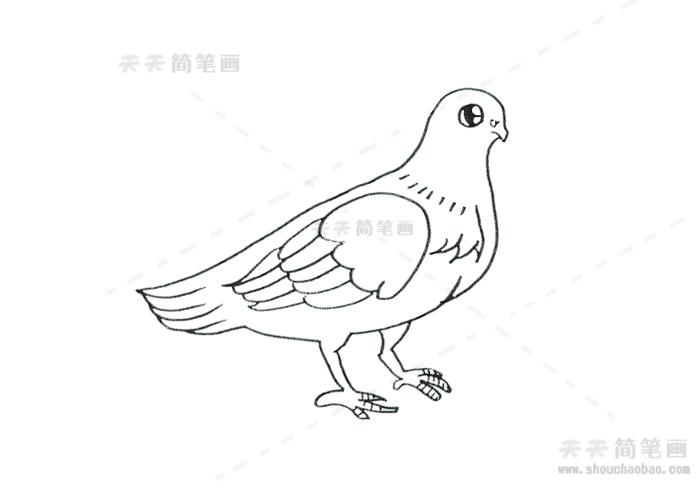 简笔画儿童学画鸽子简笔画教程简笔画鸽子的画法