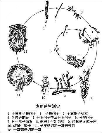 细菌的结构图简笔画