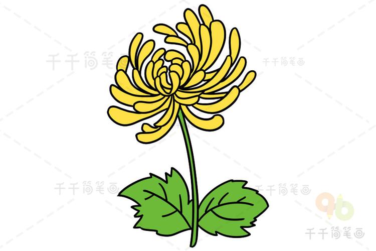 菊花简笔画画法