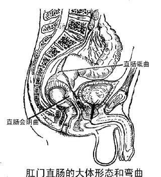 直肠简笔画