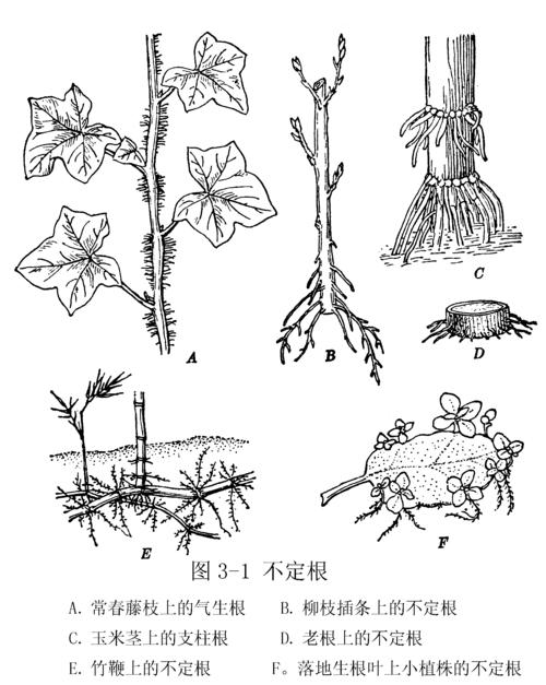 简笔画教案植物