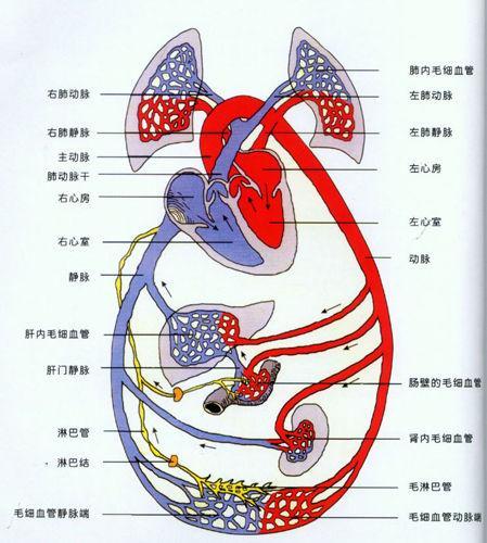 人体血液循环图简笔画