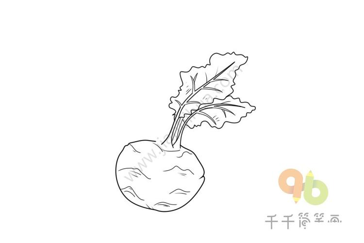 大头菜简笔画