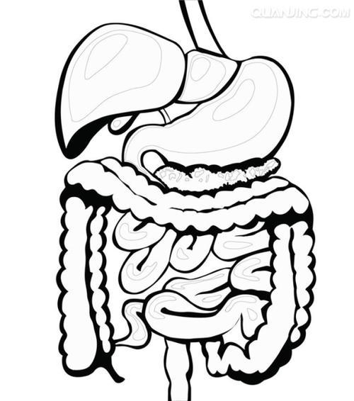 人体消化图带解释简笔画消化简笔画简笔画 手绘 线稿 550922 竖版 竖
