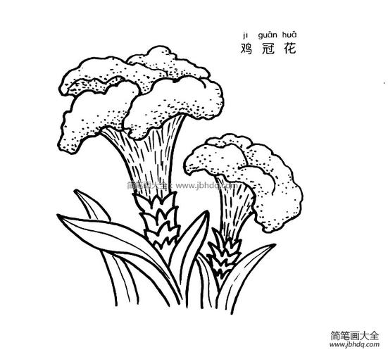 鸡冠花简笔画图片