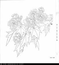 盛开的芙蓉花简笔画