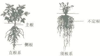 植物的根部简笔画