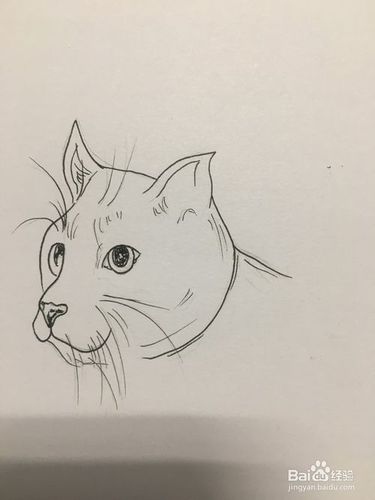 猫咪侧脸手绘简笔画