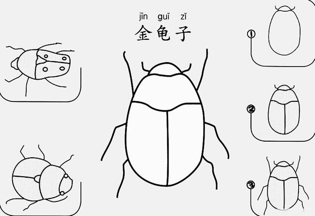 金龟子怎么画简笔画图片