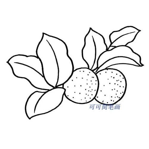 核桃简笔画2可可简笔画