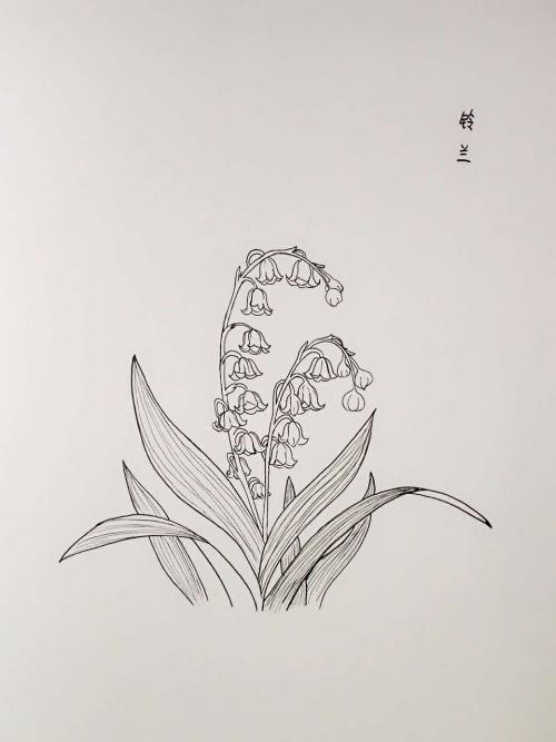 画铃兰花简笔画