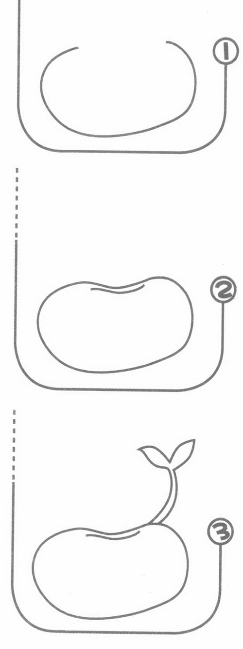 豆芽生长过程简笔画图解步骤教程