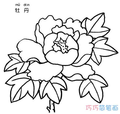 牡丹花怎么画牡丹的画法简笔画图片