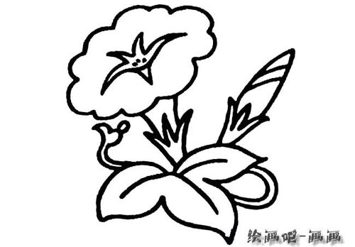 牵牛花植物花简笔画步骤图片大全四