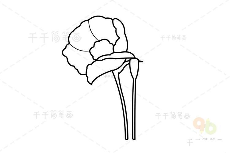 花朵简笔画 罂粟花简笔画 简单易学罂粟花很漂亮但是它是制取鸦片的