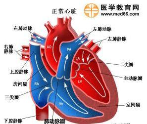 心脏简易解剖图简笔画