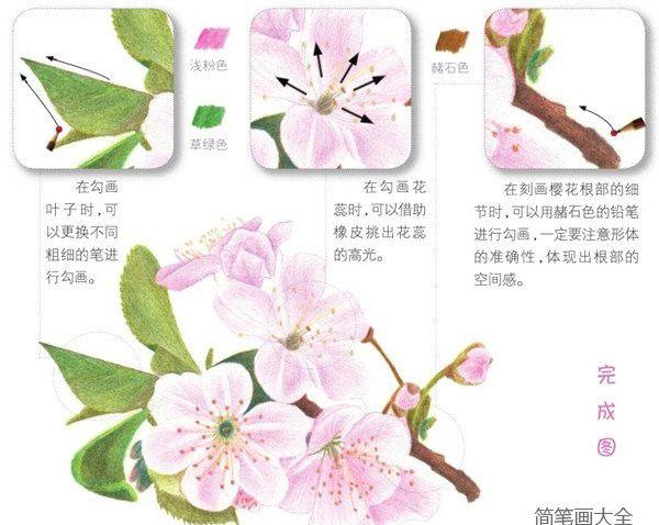 彩铅画樱花绘画技法简笔画教程简笔画大全