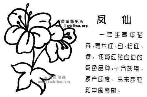 凤仙花的主要生长过程简笔画