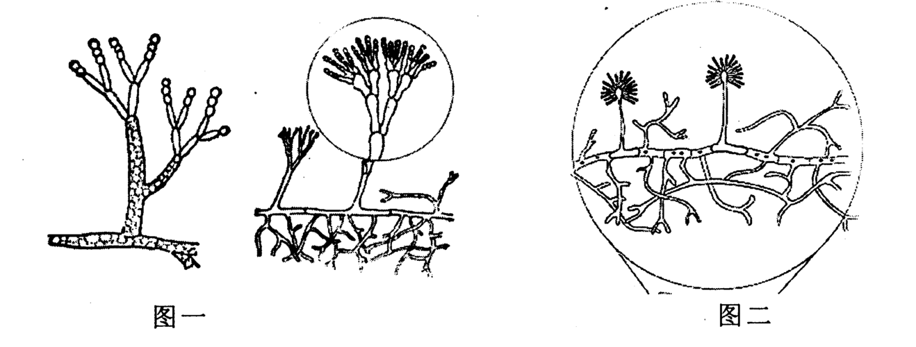 生物八大系统简笔画