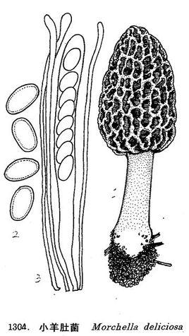 革兰性阳性菌的细菌图简笔画