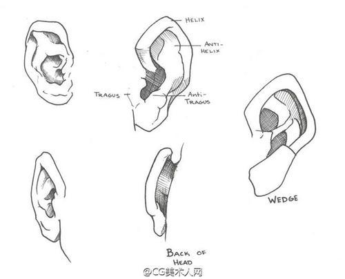 耳朵的结构怎么画简笔画