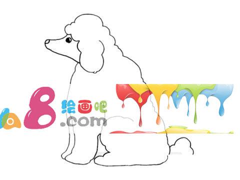 贵宾犬简笔画步骤教程及图片大全