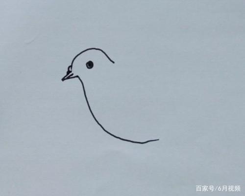 一步一步教你如何画一只鸽子简笔画