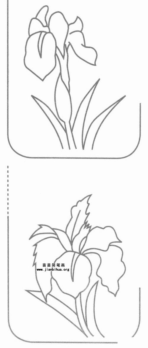 菖蒲简笔画图片教程