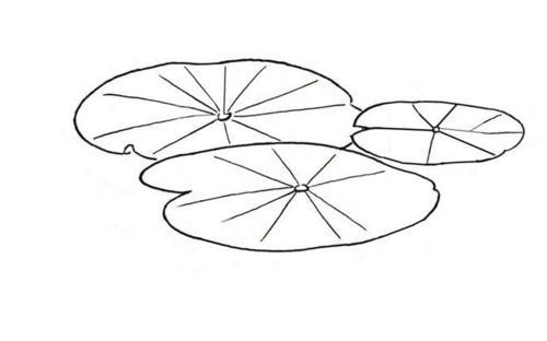 荷花荷叶池塘简笔画图片鱼戏莲叶间简笔画铅笔一年级小池简笔画
