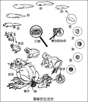 青蛙长大的过程简笔画