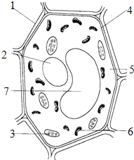简笔画植物细胞结构简图