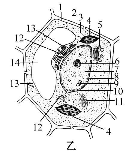 植物细胞的简笔画