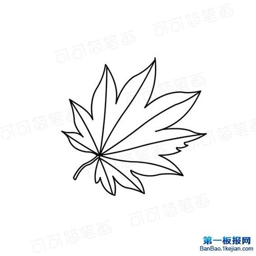 枫树的枫叶简笔画图片