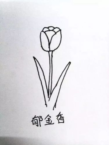 简笔画教程春暖花开各种花儿的简笔画