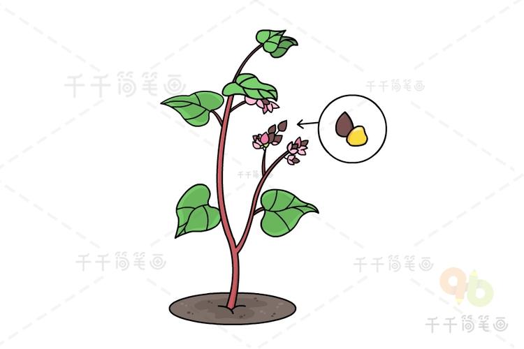 荞麦简笔画图片