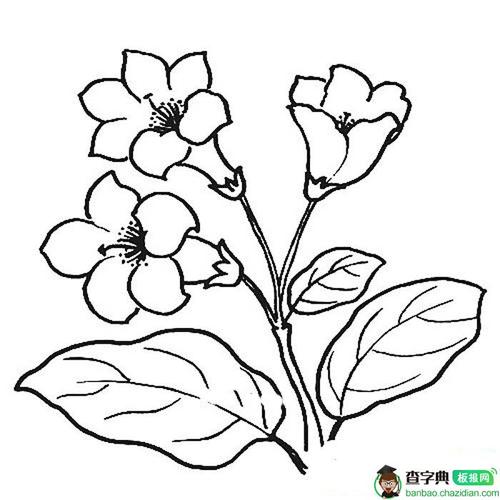 杜鹃花简笔画