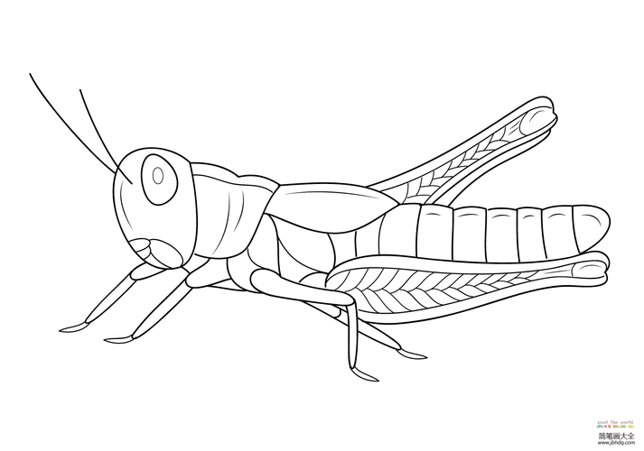 卡通蚱蜢昆虫简笔画-简笔画大全