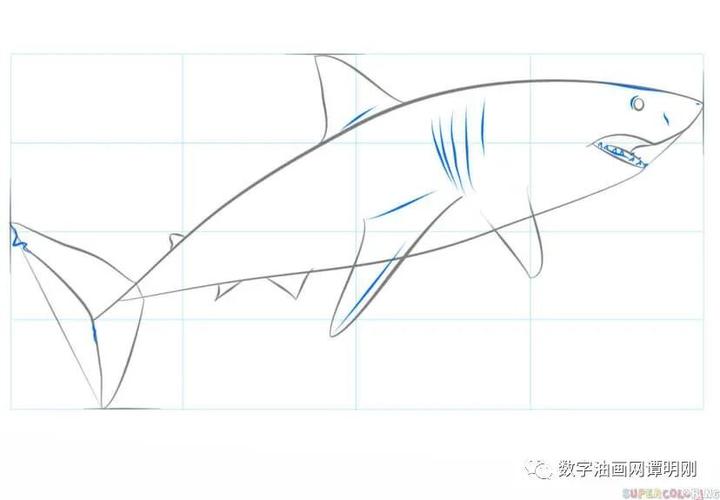 小学美术绘画活动教案教美术网教你如何画动物如何绘制锤头鲨简笔画
