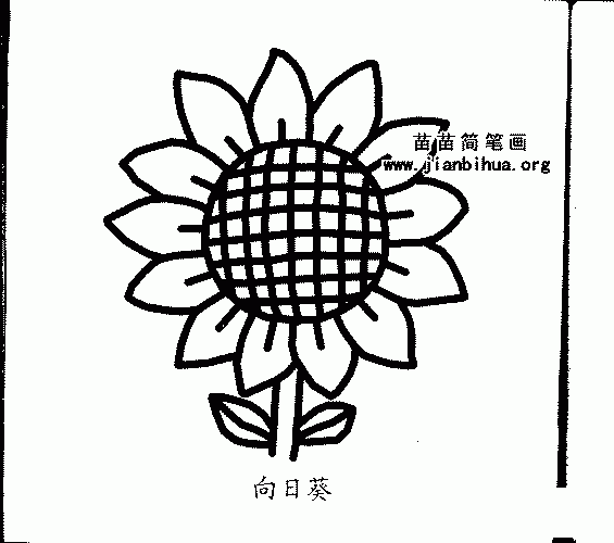 花朵简笔画 关于向日葵的简笔画与知识叶向日葵的叶分为子叶和真叶.