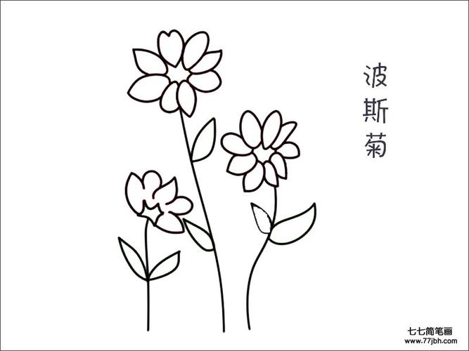 波斯菊花简笔画