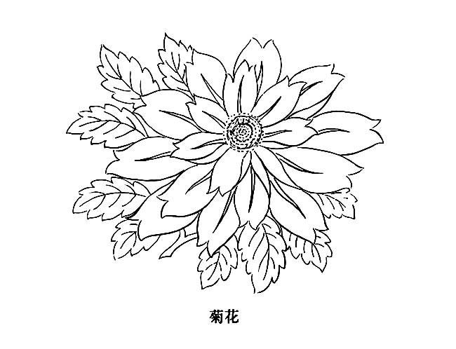 美丽的菊花简笔画 菊花怎么画