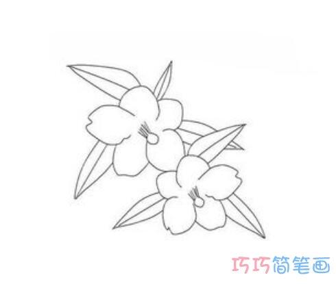 关于茉莉花的简笔画