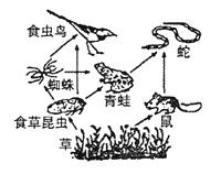 生物食物链结构图简笔画