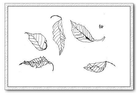 枯叶的简笔画步骤
