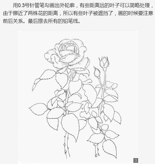 从一张月季花照片画出月季花简笔画的详细步骤