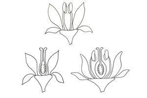 牡丹花的雄蕊和雌蕊简笔画