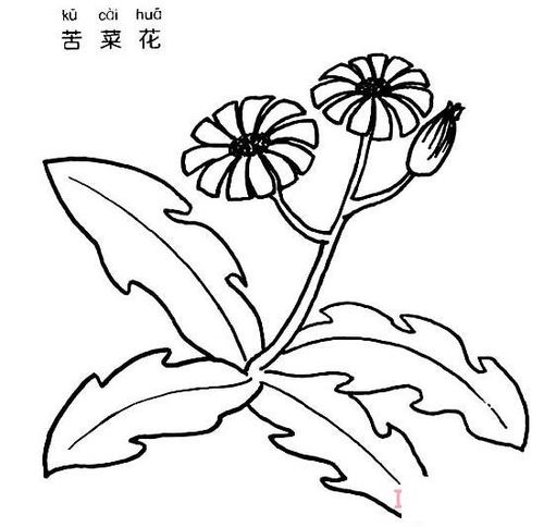 苦菜花怎么画 苦菜花的画法简笔画图片